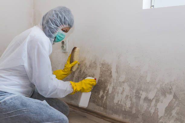 Best Mold Removal Company Near Me  in Sharpsburg, NC