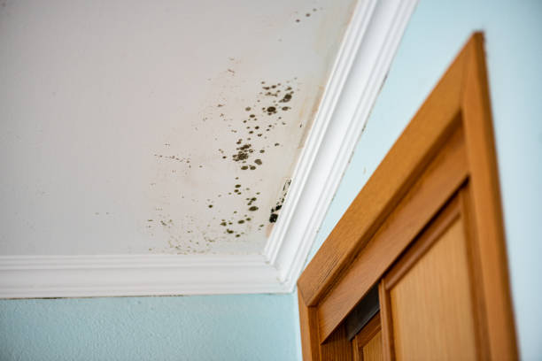 Best Mold Remediation  in Sharpsburg, NC