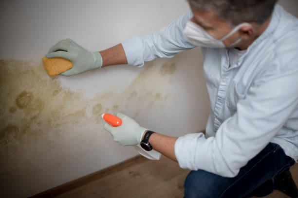 Reliable Sharpsburg, NC Mold Removal Solutions