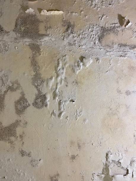 Best Crawl Space Mold Removal  in Sharpsburg, NC