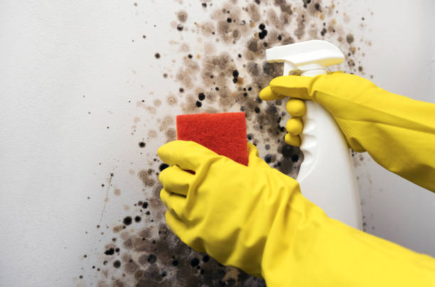 Best Crawl Space Mold Removal  in Sharpsburg, NC