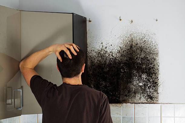 Attic Mold Removal in Sharpsburg, NC