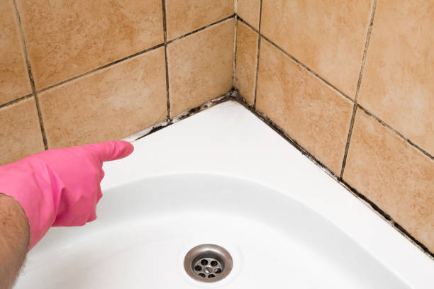 Office Mold Removal Services in Sharpsburg, NC