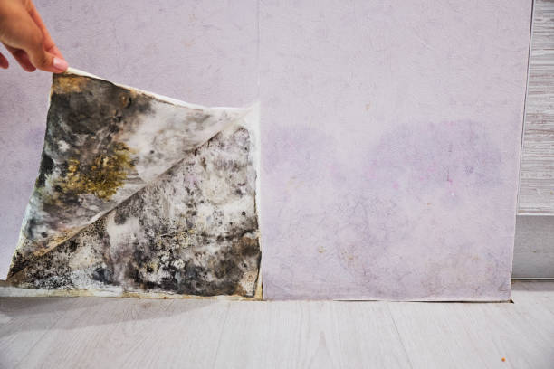 Best Best Mold Removal Companies  in Sharpsburg, NC
